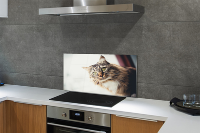 Painel de vidro Gato Maine Coon