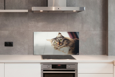 Painel de vidro Gato Maine Coon