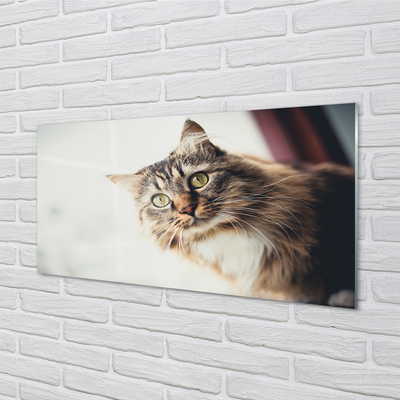 Painel de vidro Gato Maine Coon