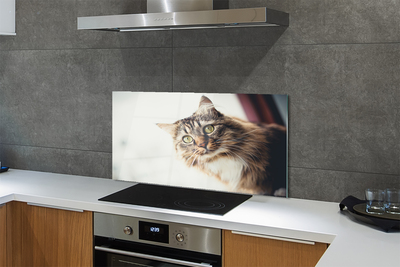 Painel de vidro Gato Maine Coon