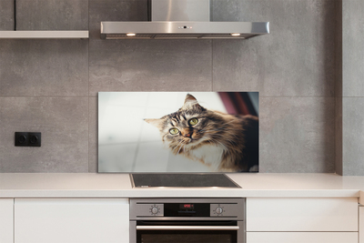 Painel de vidro Gato Maine Coon