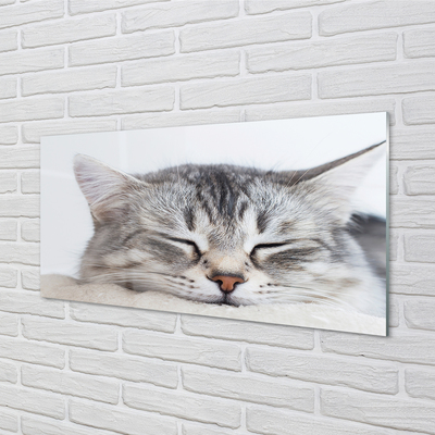 Painel de vidro Gato dormindo