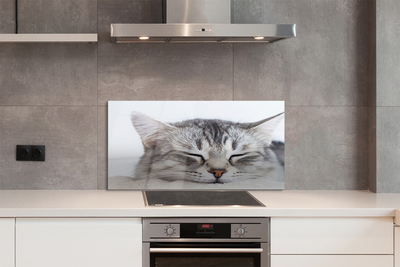 Painel de vidro Gato dormindo