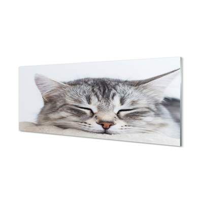 Painel de vidro Gato dormindo