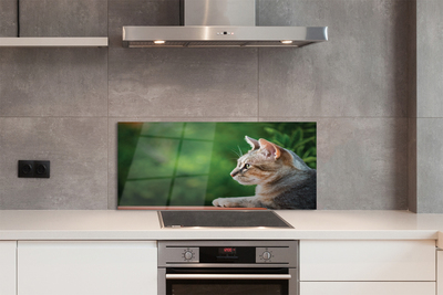 Painel de vidro O Gato Olhando