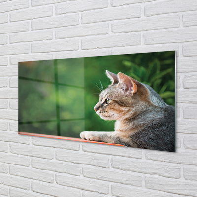 Painel de vidro O Gato Olhando