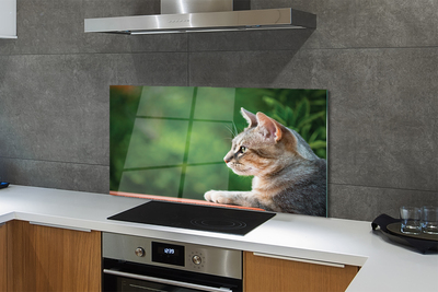 Painel de vidro O Gato Olhando