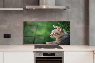 Painel de vidro O Gato Olhando