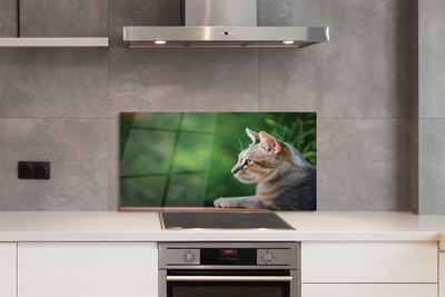 Painel de vidro O Gato Olhando