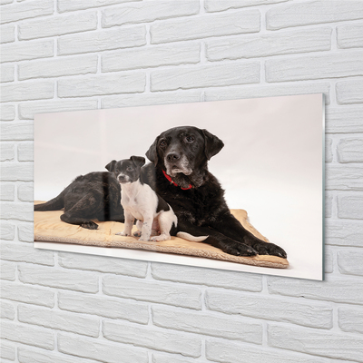 Painel de vidro Cães mentirosos
