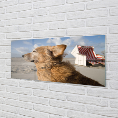 Painel de vidro Praia para cães marrons