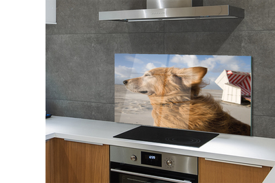 Painel de vidro Praia para cães marrons