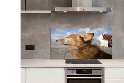 Painel de vidro Praia para cães marrons