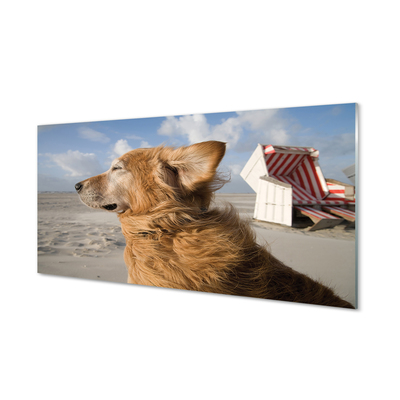 Painel de vidro Praia para cães marrons