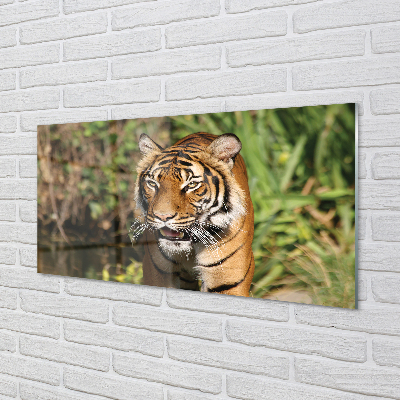 Painel de vidro Floresta do Tigre