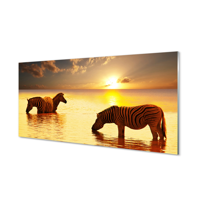 Painel de vidro Zebras na água do pôr do sol