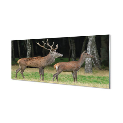 Painel de vidro Floresta de veados