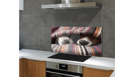 Painel de vidro Cães dormindo