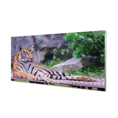Painel de vidro Tigre no zoológico
