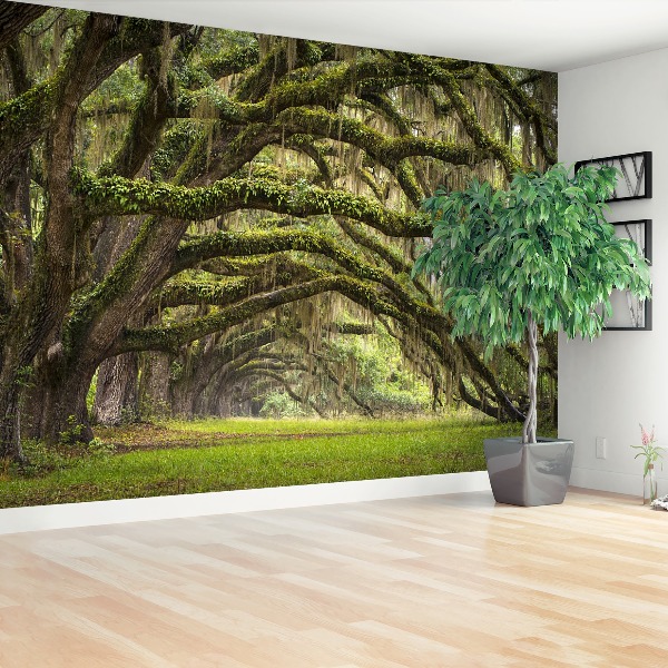 Papel de parede Avenida dos Carvalhos