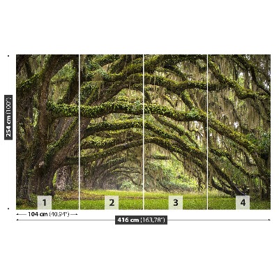 Papel de parede Avenida dos Carvalhos