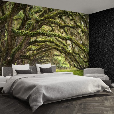 Papel de parede Avenida dos Carvalhos