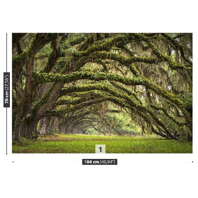 Papel de parede Avenida dos Carvalhos