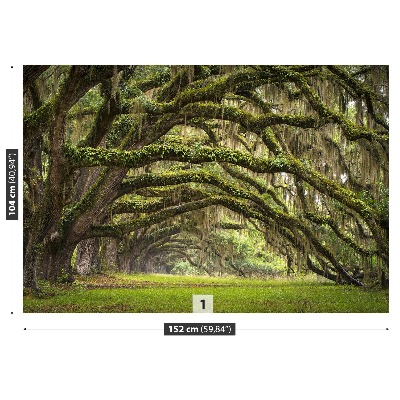 Papel de parede Avenida dos Carvalhos