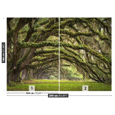 Papel de parede Avenida dos Carvalhos