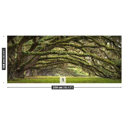 Papel de parede Avenida dos Carvalhos