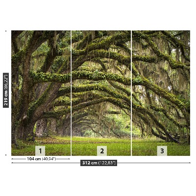 Papel de parede Avenida dos Carvalhos