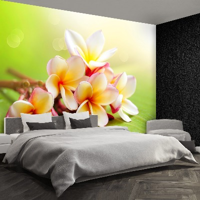 Papel de parede Flores de Frangipani