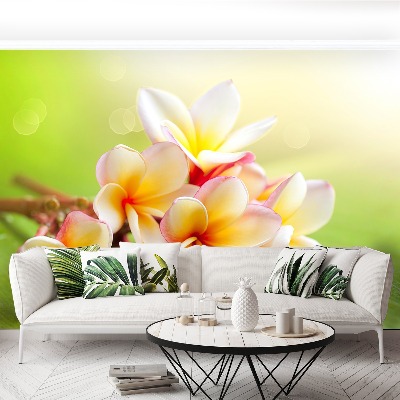 Papel de parede Flores de Frangipani