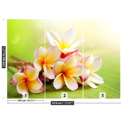 Papel de parede Flores de Frangipani