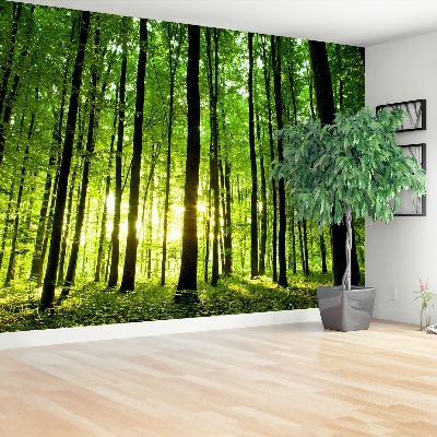 Papel de parede Floresta verde