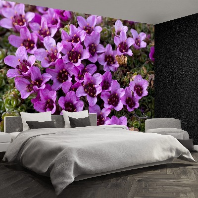 Papel de parede Saxifrage roxa