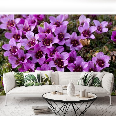 Papel de parede Saxifrage roxa
