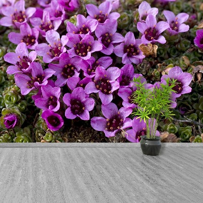 Papel de parede Saxifrage roxa
