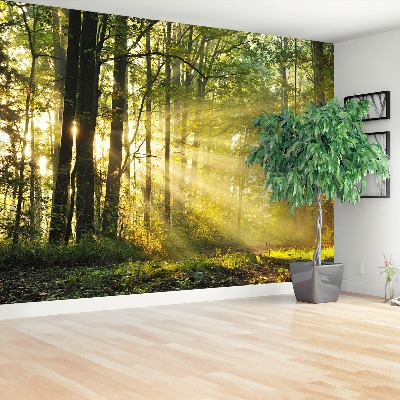 Mural de parede Floresta no outono