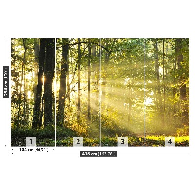 Mural de parede Floresta no outono