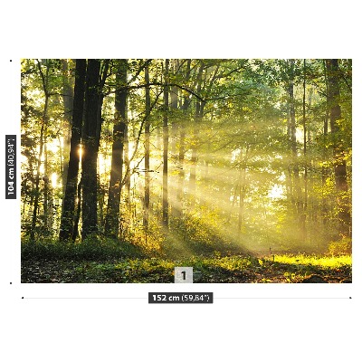 Mural de parede Floresta no outono