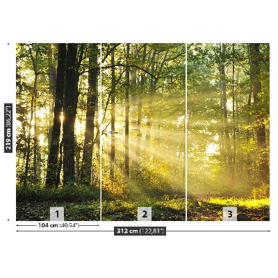 Mural de parede Floresta no outono