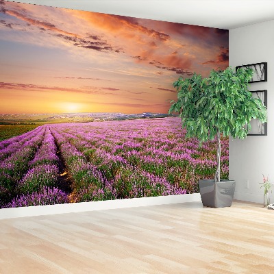 Mural de parede Campo de lavanda