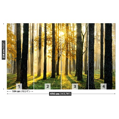 Mural de parede Floresta pela manhã