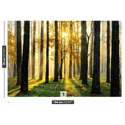 Mural de parede Floresta pela manhã