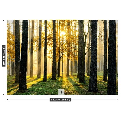 Mural de parede Floresta pela manhã