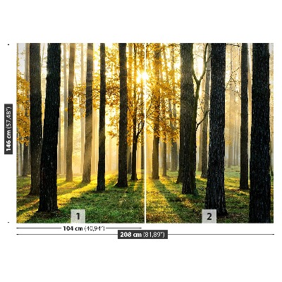 Mural de parede Floresta pela manhã