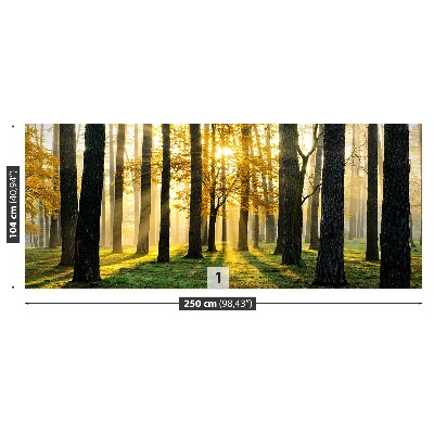 Mural de parede Floresta pela manhã