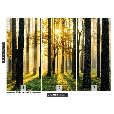 Mural de parede Floresta pela manhã