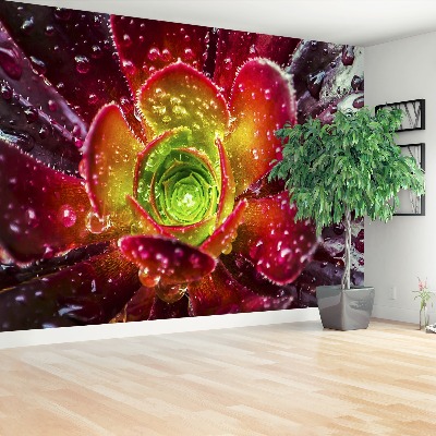 Papel de parede Flor Vermelha